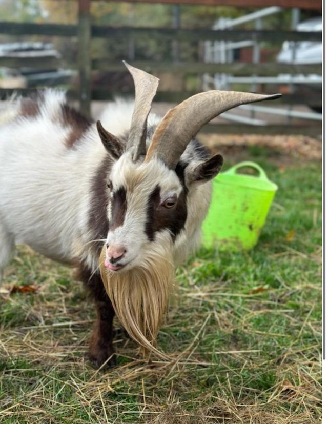 Preview of the first image of billy goat for sale (elvis).