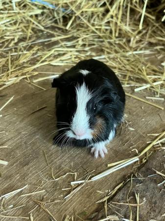 Image 3 of Selection of baby Guinea Pigs