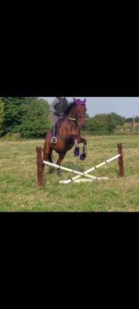 Image 3 of 16.3hh TB Bay Gelding 15yrs - home required