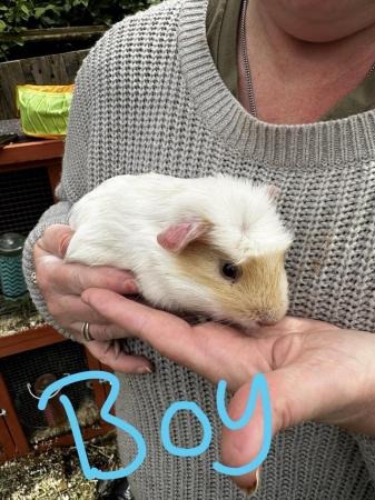 Image 4 of Male Guinea Pigs for sale