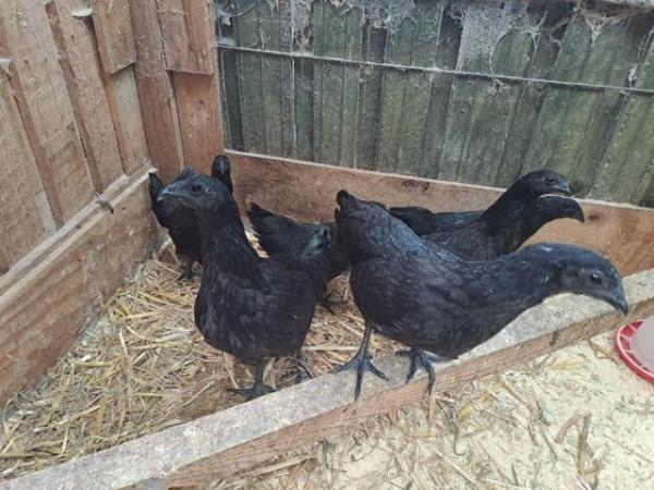 Image 2 of Ayam Cemani chickens...for sale.....all good strong birds...