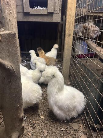 Image 2 of White silkie hens available