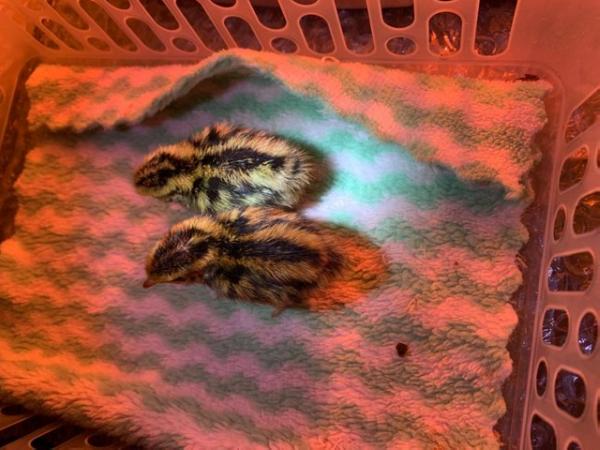 Image 13 of Day old to 2 week Japanese Quails in Many Colours Inc Black