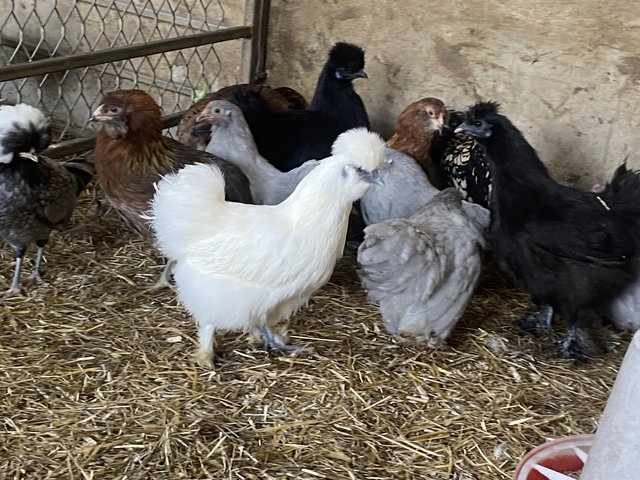 Preview of the first image of Silkies, Pekins, and polish at Point of lay.