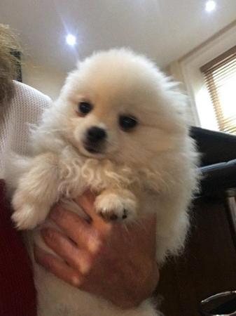 Image 5 of White /cream Kc reg Pomeranian boy for sale bear type tiny