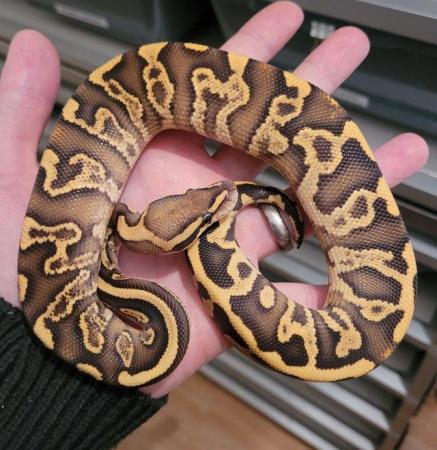 Image 5 of Various ball pythons for sale 2021-2023