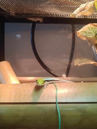 Image 3 of Young Male Day Gecko looking for permanent home