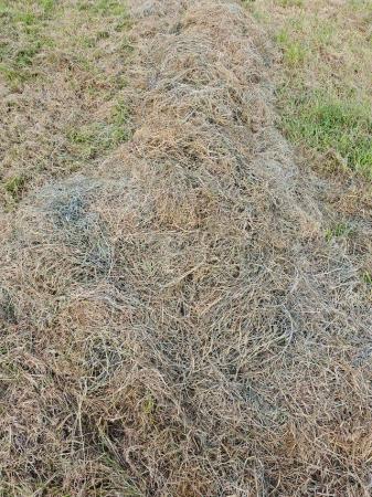 Image 2 of Hay small bales great for chicken bedding, gardening or venu