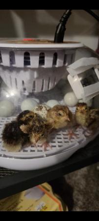Image 1 of Coturnix Quail Chicks Due 26th May UNSEXED For Sale