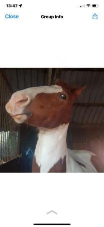 Image 1 of Gorgeous gelding available for full or part loan