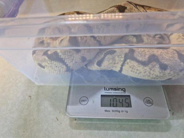Image 2 of For Sale Male Bumblebee ball python