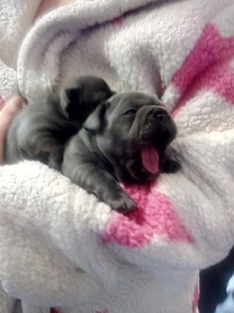 Image 2 of Blue French bulldog puppies