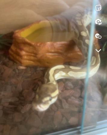 Image 2 of Butter pastel Royal ball python