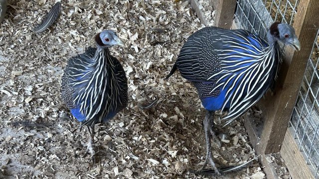 Preview of the first image of Vulturine guinea fowl pair.