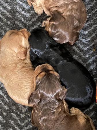 Image 4 of Gorgeous Show Type Cocker Spaniels