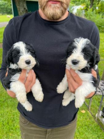 Image 1 of Adorable cockapoo beardie puppies