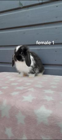 Image 16 of Gorgeous mini lop rabbits ready to leave