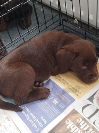 Image 4 of Chocolate Labrador puppies