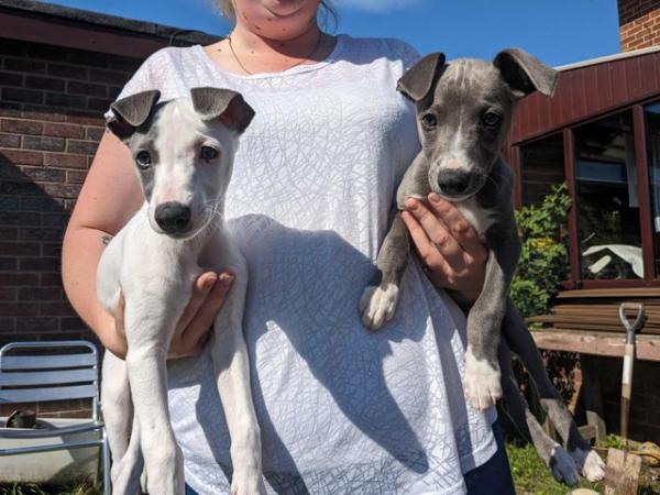 Image 1 of KC registered whippet puppies 4boys ready to leave