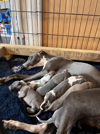 Image 3 of Stunning full pedigree KC registered blue whippet puppies