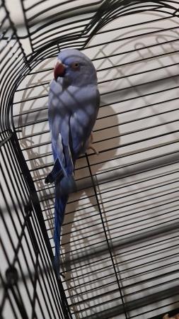 Image 3 of blue female ringneck parrot