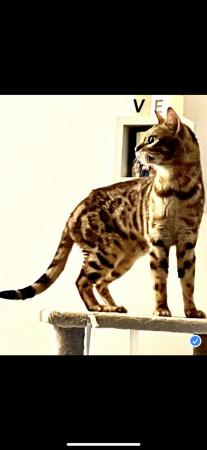 Image 5 of Pure breed stunning Bengal Female 2 years old