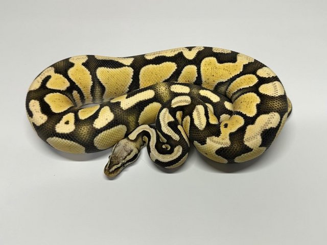 Preview of the first image of Ball Python Adult Males.