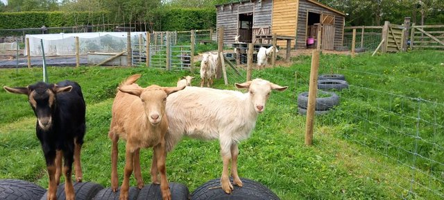 Image 2 of Female and wether goat kids.
