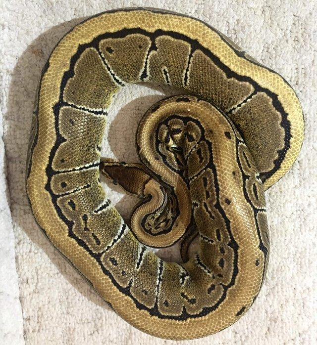 Preview of the first image of *PRICE DROPPED* ROYAL PYTHONS male and females.