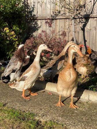 Image 2 of Fertile Indian runner duck hatching eggs exhibition quality