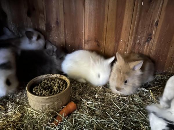 Image 10 of Lovely baby lionheads, males and females