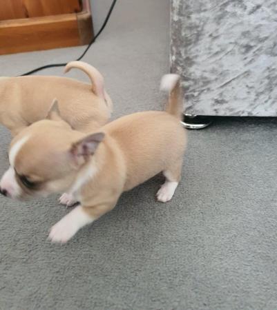 Image 13 of Beautiful smooth coat chihuahua puppies for sale