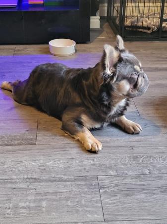 Image 5 of kc registered fluffy/carrier French bulldog puppies