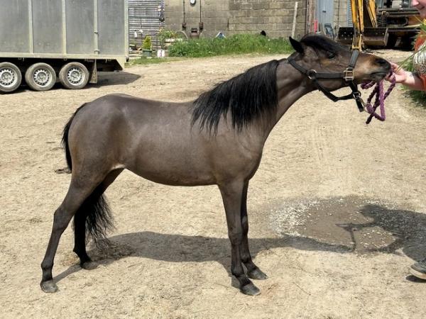 Image 2 of Miniature horse for sale