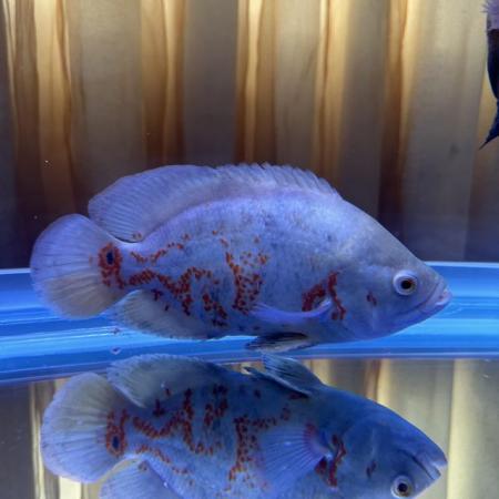 Image 7 of VARIOUS LARGE CICHLIDS AVAILABLE