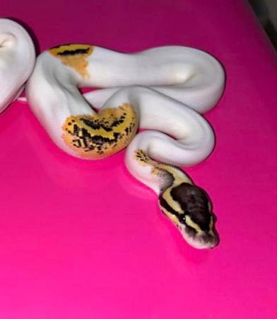 Image 4 of Fire fly pied royal python male cb23