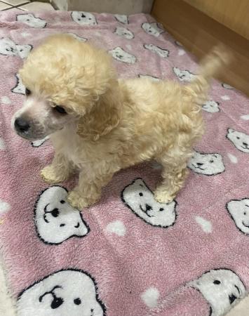 Image 3 of READY NOW Toy Poodle puppies (DNA Health tested parents)