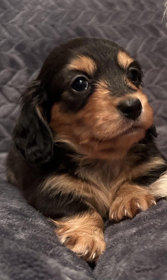 Preview of the first image of Mini Dachshund- 1 LONG HAIR GIRL PUP SFS! Ready to go.