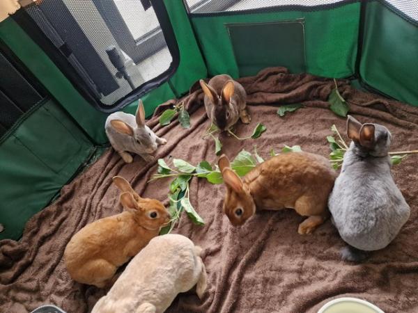 Image 12 of 4 Mini rex rabbits left looking for their forever homes