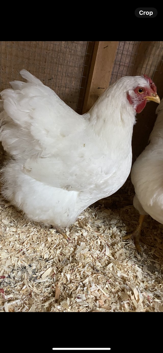 Preview of the first image of Pair of White Wyandotte Bantams.