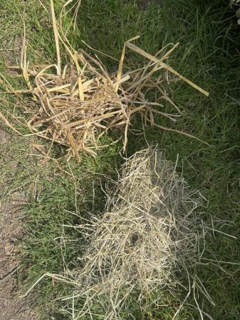 Image 3 of Small Animal Hay & Straw Bags
