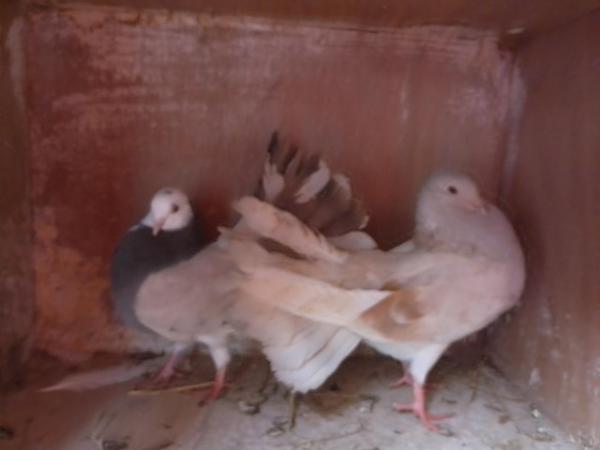 Image 1 of fantail pigeonsfor sale