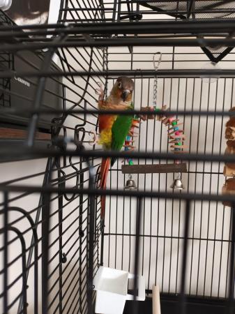 Image 4 of Untamed Conure with cage and table around 14mo