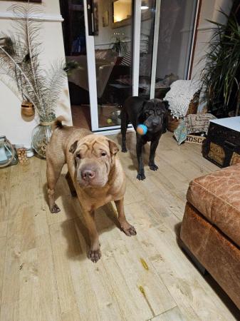 Image 8 of Shar pei boy and girl looking for new home