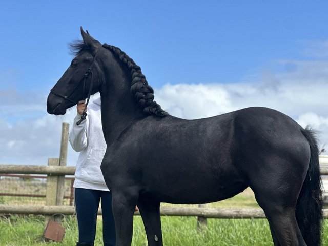 Preview of the first image of Registered Friesian Yearling Filly.