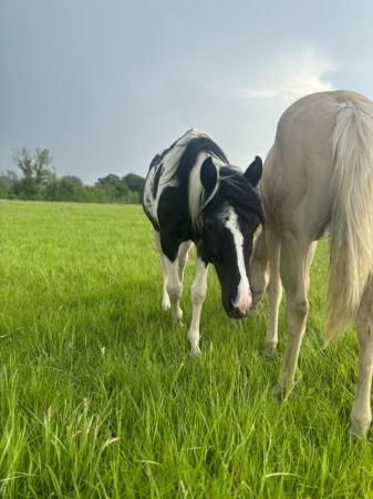 Image 2 of Stunning Homozygous Tobiano American Paint Filly