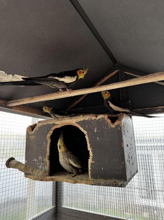Image 5 of 2 Pairs of Cockatiel Love Birds, with Metal Cage