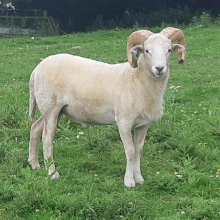 Image 2 of Hexhamshire Horn Tups, Starter Flock or in-lamb ewes
