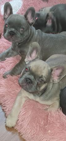 Image 11 of Beautyfullfrench bulldogs carrying fluffypossibly fl