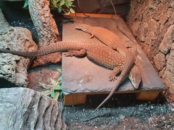 Image 1 of Proven Breeding pair of yellow ackie monitors